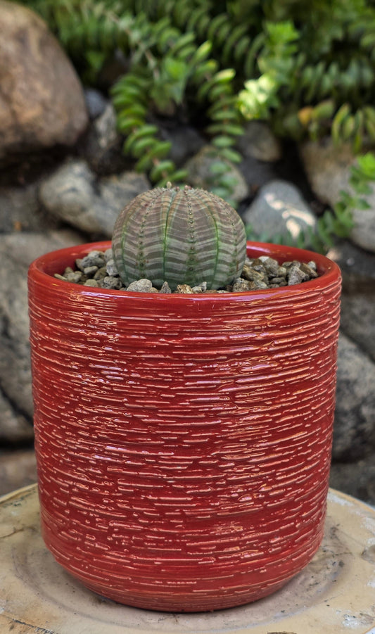 Euphorbia obesa "The Baseball Plant"