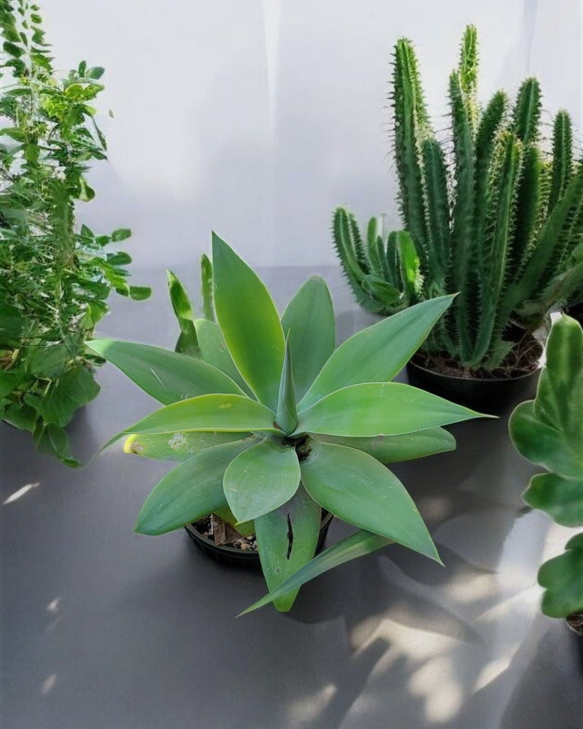 Large Agave Attenuata- Foxtail Agave (Sold In A 1 Gallon Pot)