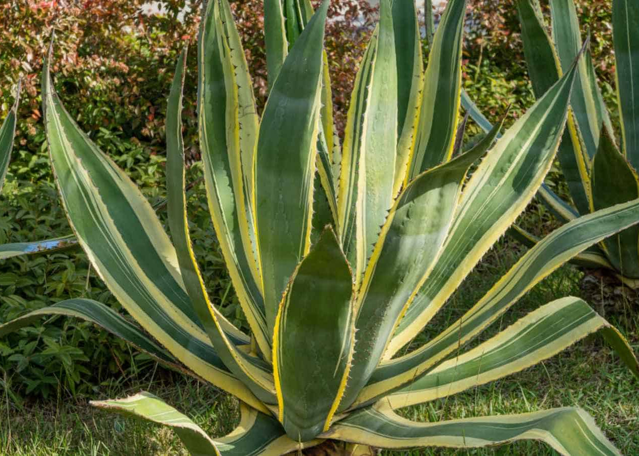 Agave americana - Century Plant, 14-16" Tall (Sold in A 1 Gallon Pot)