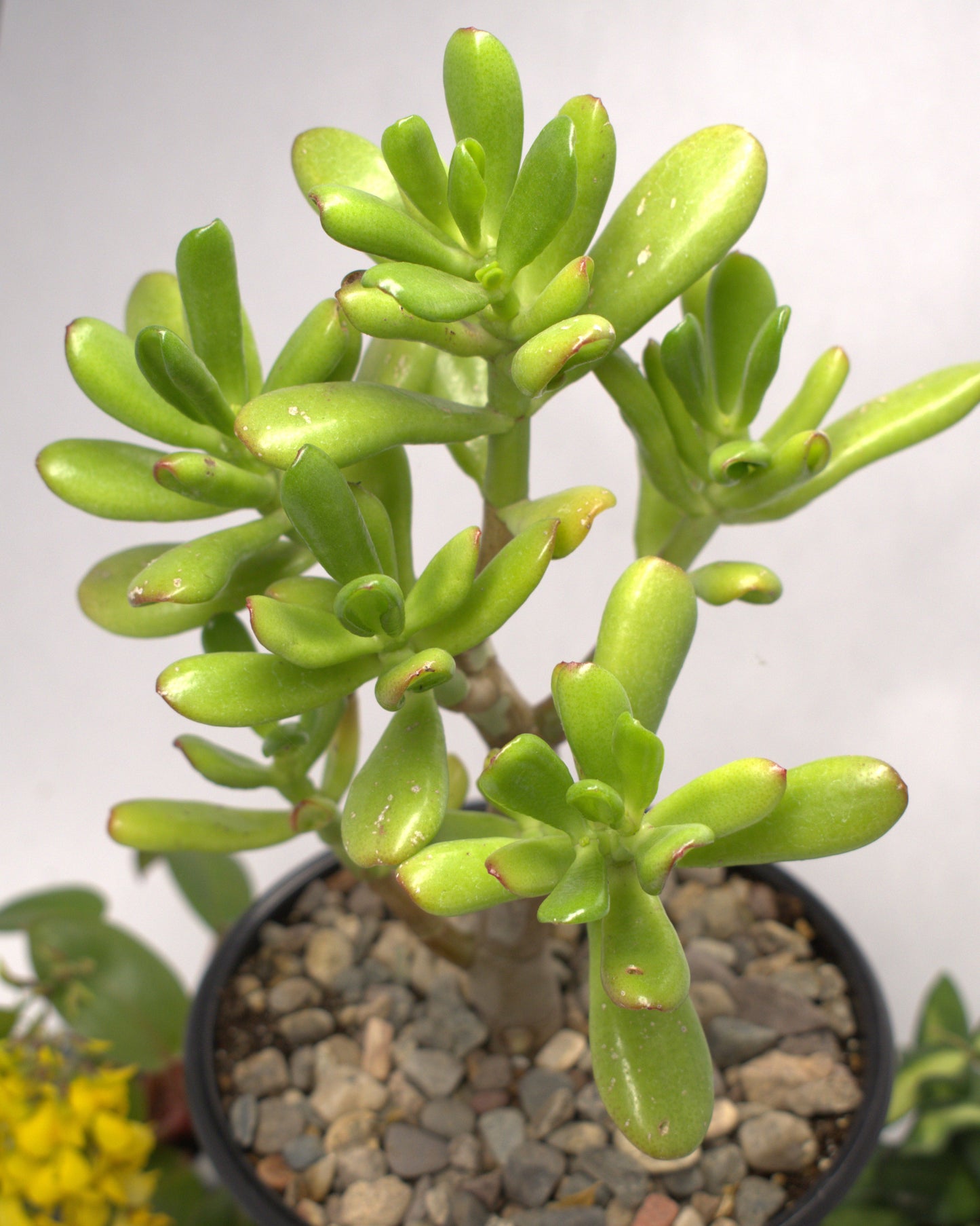 Crassula Ovata Gollum Jade 5" Live plant