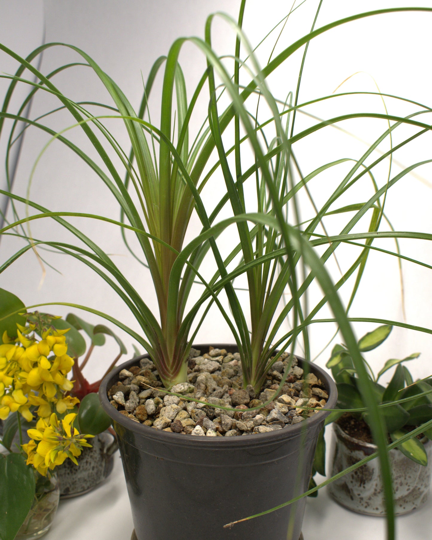Ponytail Palm "Beaucarnea Recurvata" 12" Live Plant