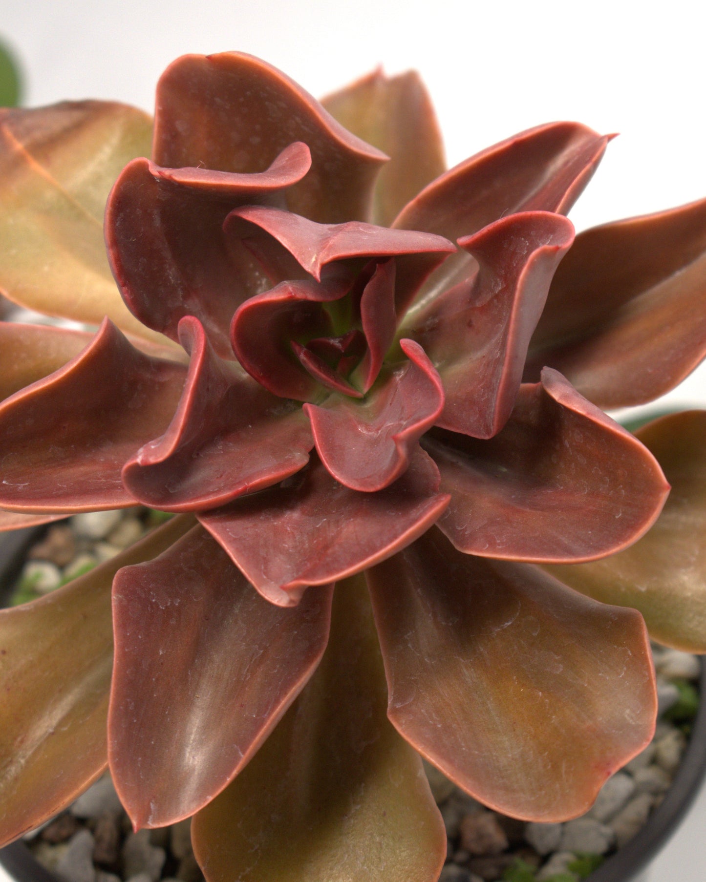 Echeveria "Autumn Flame"