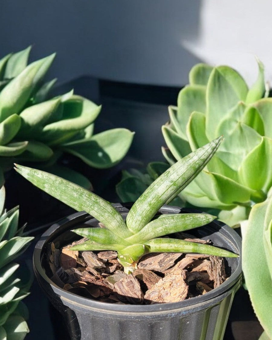 Sansevieria Cylindrica-Dracaena angolensis- African Spear (Sold In A 1-Gallon Pot)