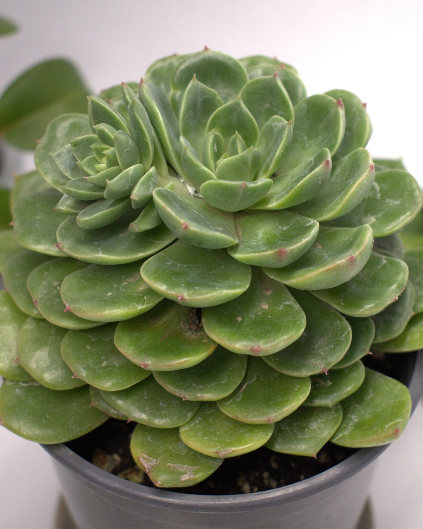 Echeveria Elegans "Mexican Snowball" Succulent 3" Live Plant