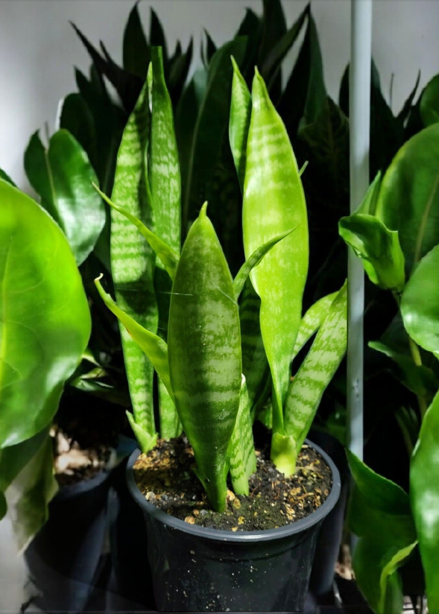 Dracaena trifasciata-Snake Plant (Sold In a 4" Pot)