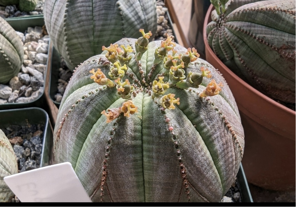Euphorbia obesa "The Baseball Plant"