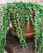 Senecious rowleyanus- String Of Pearls (Sold in A 4-5" Pot)