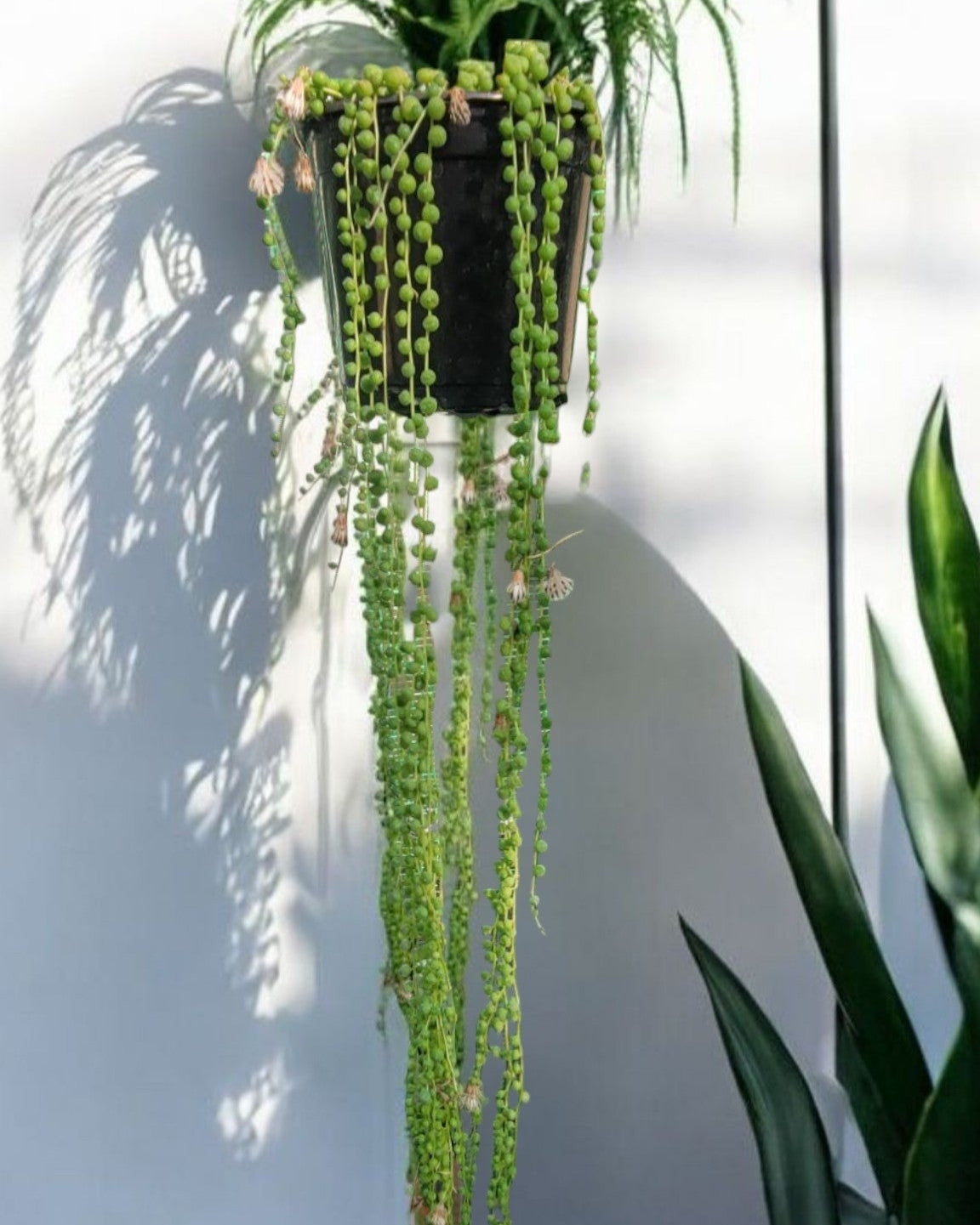 Senecious rowleyanus- String Of Pearls (Sold in A 4-5" Pot)