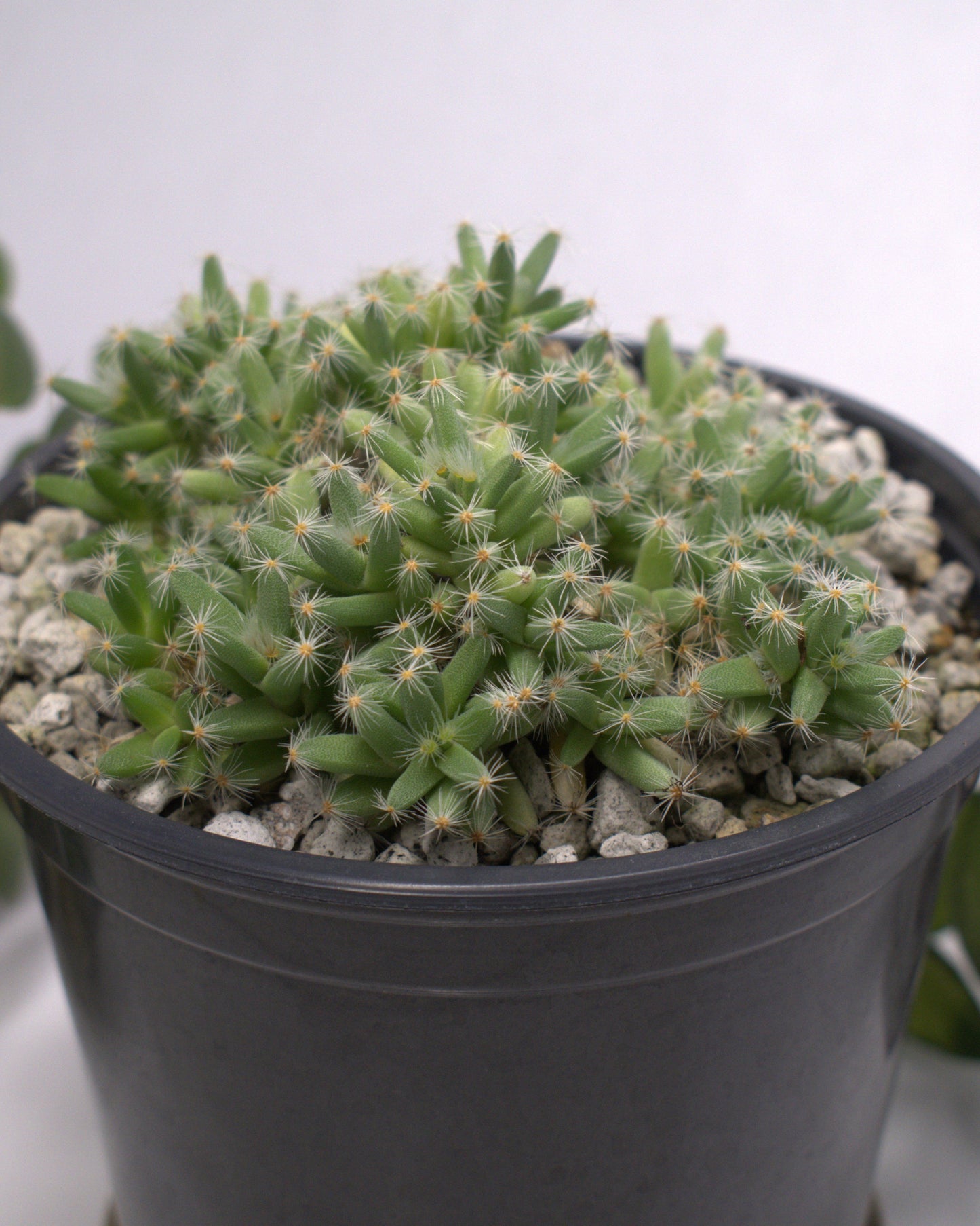 Trichodiadema densum "Desert Rose" Succulent 3" Live Plant