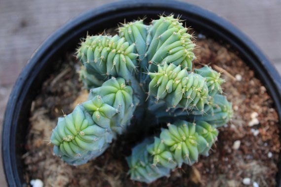 Myrtillocactus geometizans cristata "Crested Blue Candle"
