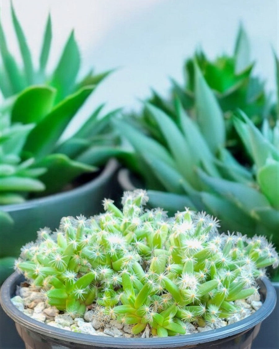Trichodiadema densum "Desert Rose" Succulent 3" Live Plant