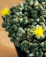 Stomatium mustellinum- Blooming Ice Plant (Sold In A 4 Inch Pot)