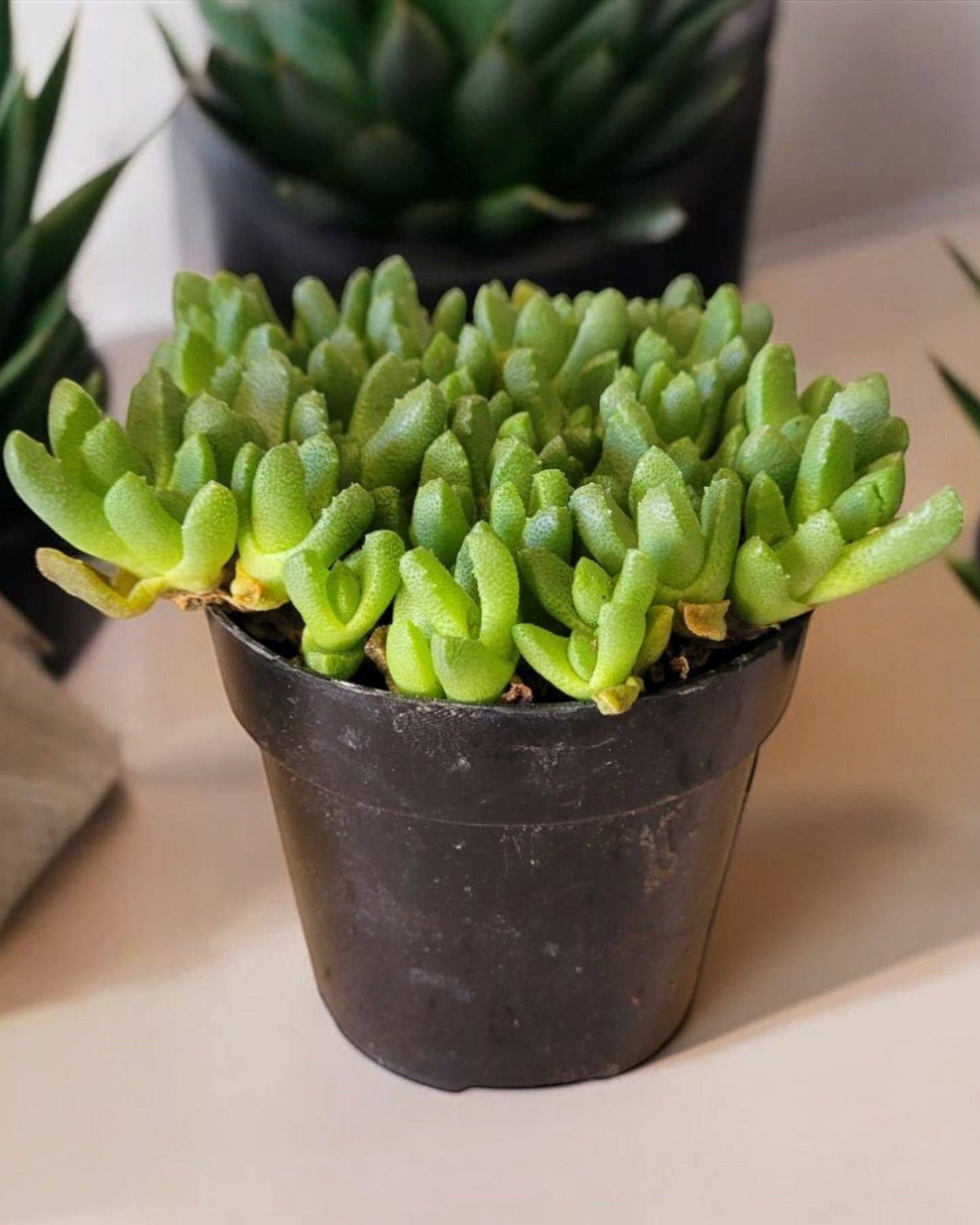 Stomatium mustellinum- Blooming Ice Plant (Sold In A 4 Inch Pot)