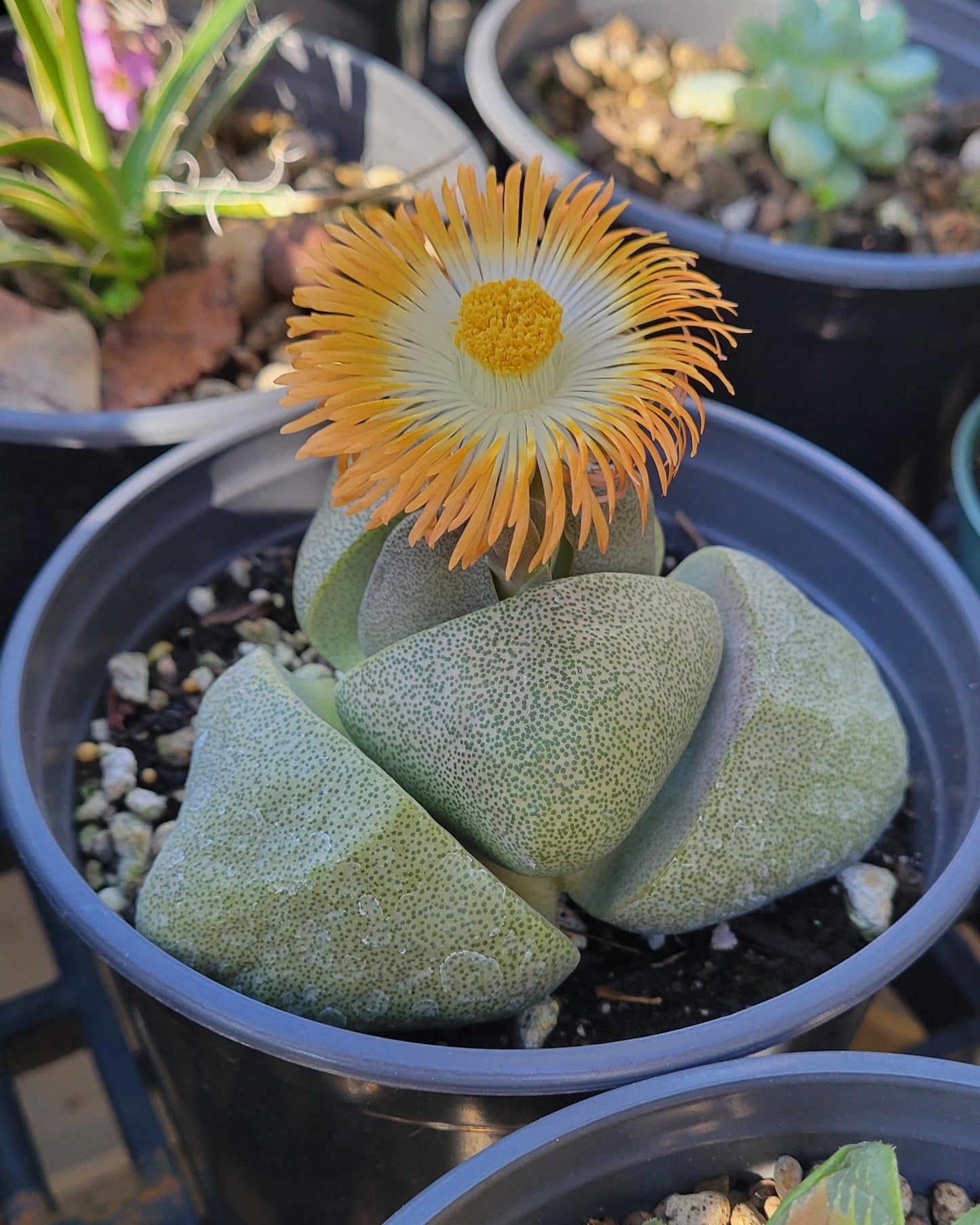 Pleiospilos nelii "Split Rock" large Succulent 3" Live Plant