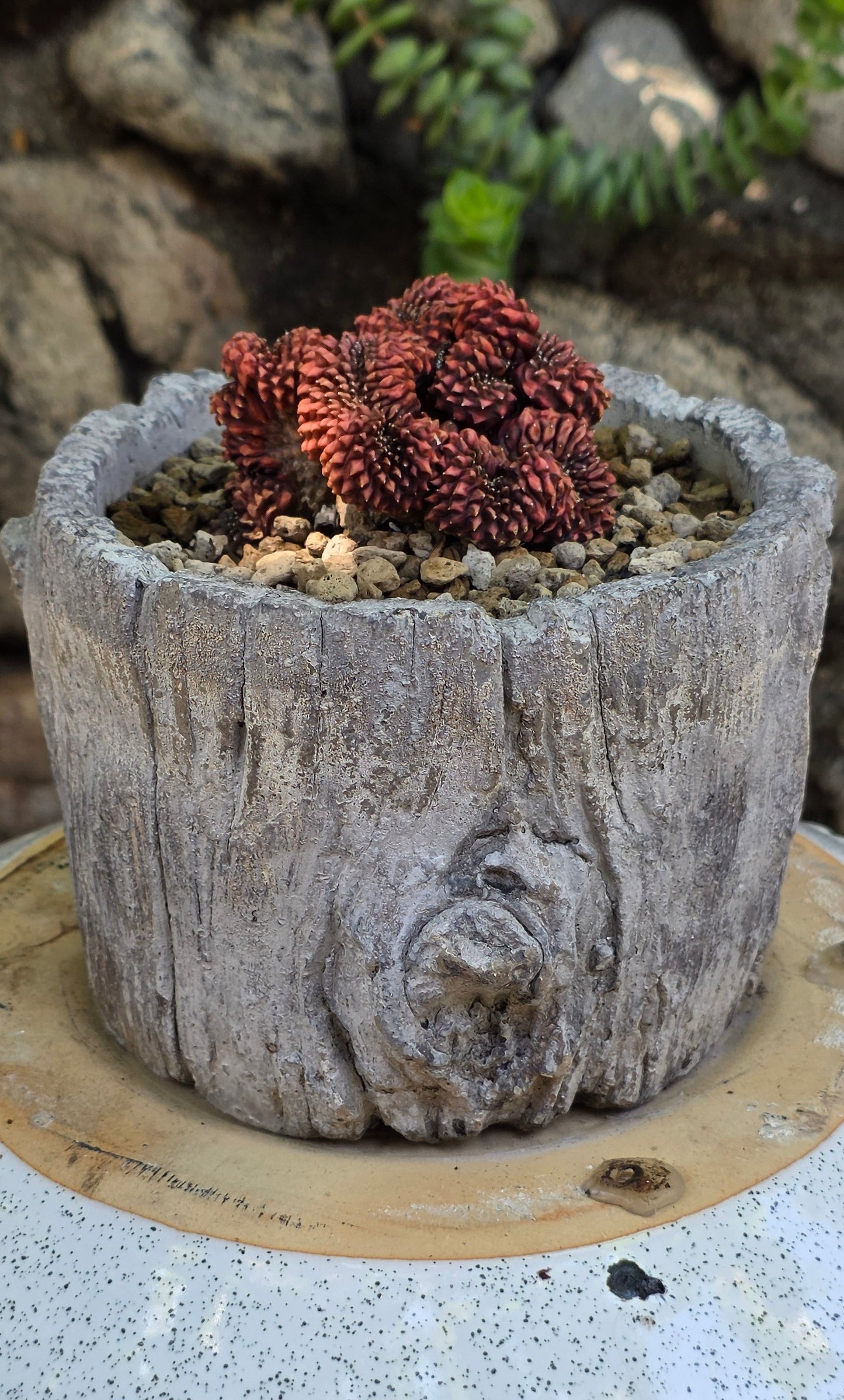 Gynocalycium mihanovichii f. inermis crestata "Crested Chin Cactus"