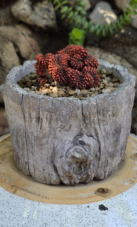 Gynocalycium mihanovichii f. inermis crestata "Crested Chin Cactus"