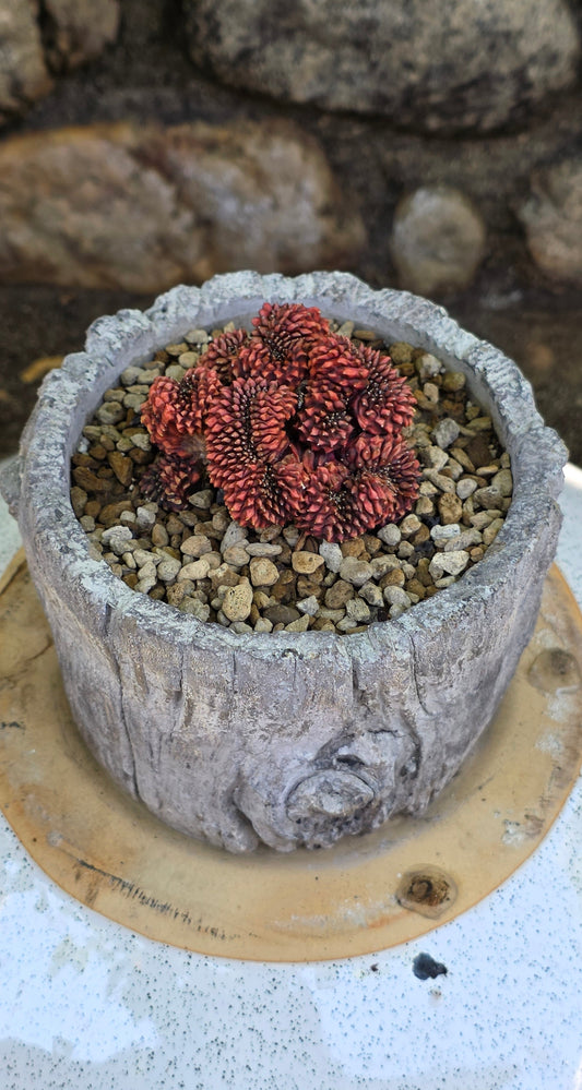 Gynocalycium mihanovichii f. inermis crestata "Crested Chin Cactus"