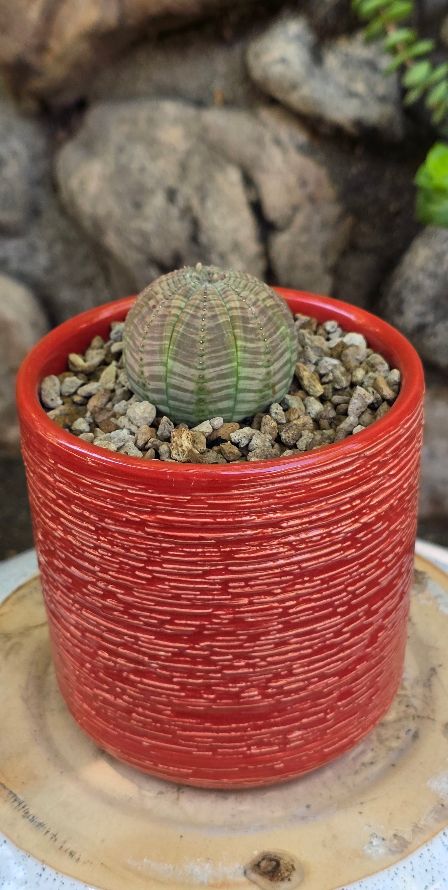 Euphorbia obesa  "The Baseball Plant"