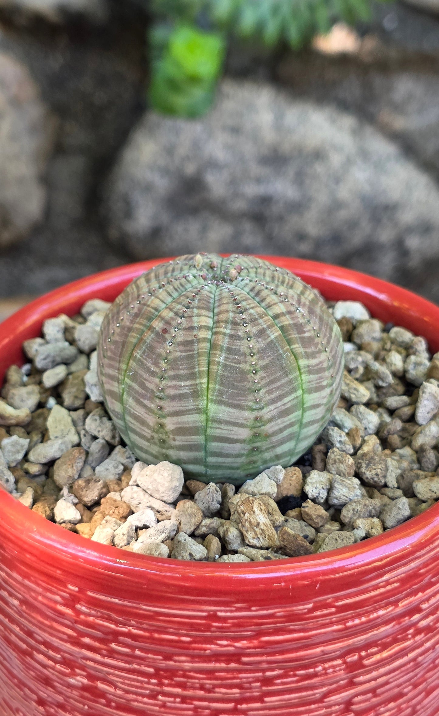 Euphorbia obesa  "The Baseball Plant"