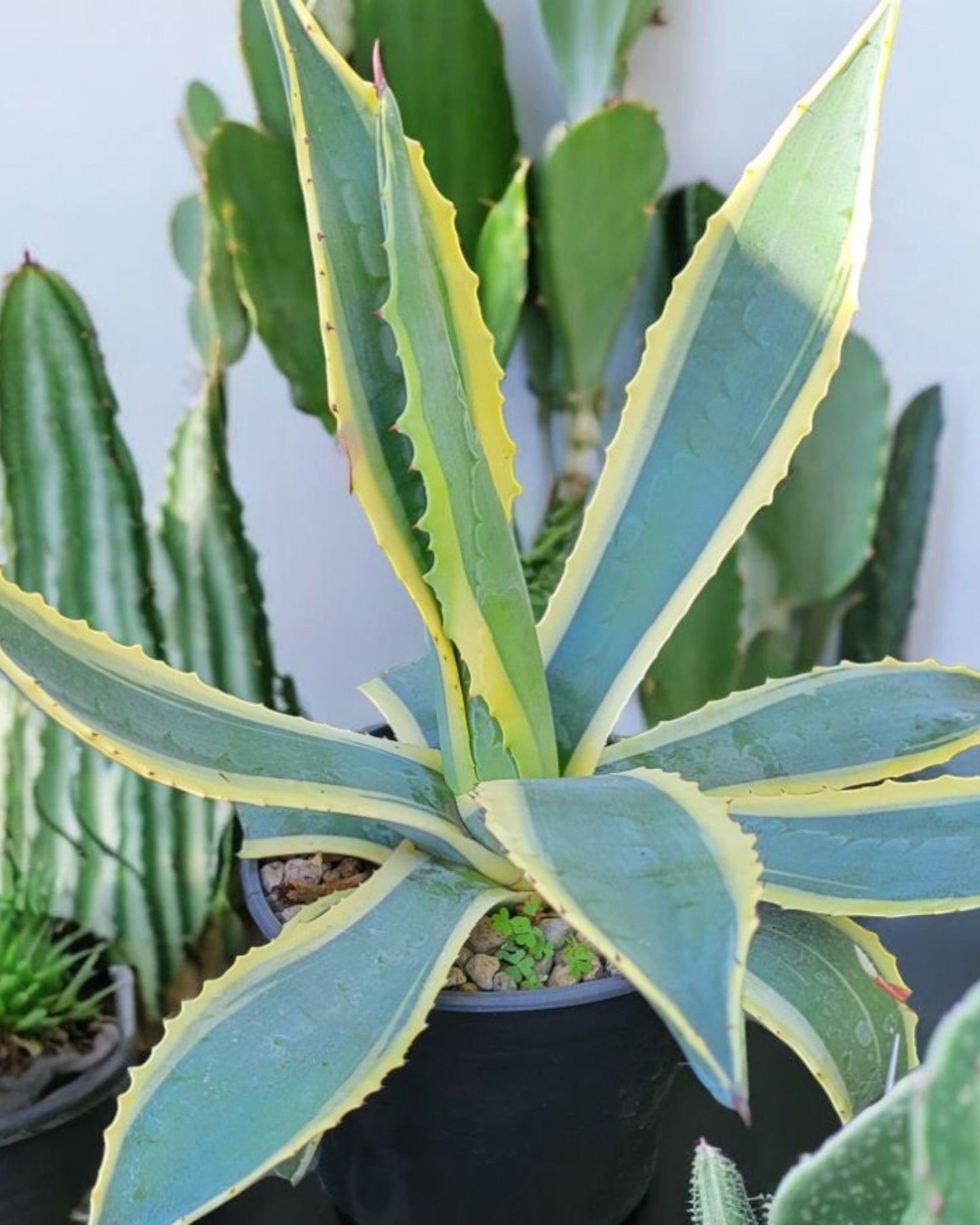 Agave americana - Century Plant, 14-16" Tall (Sold in A 1 Gallon Pot)