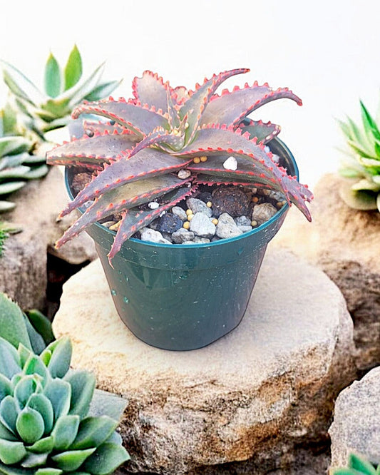 Aloe -Aloe Christmas Sleigh