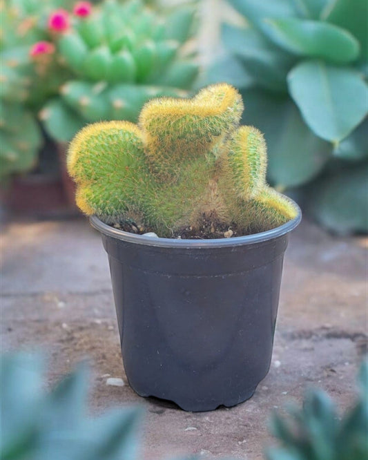 Cleistocactus winteri forma cristata-Golden Rattail (Sold In A 3" Pot)
