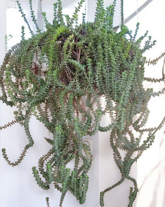 Crassula marnierana- Jade Necklace (Sold In A 4" Pot)