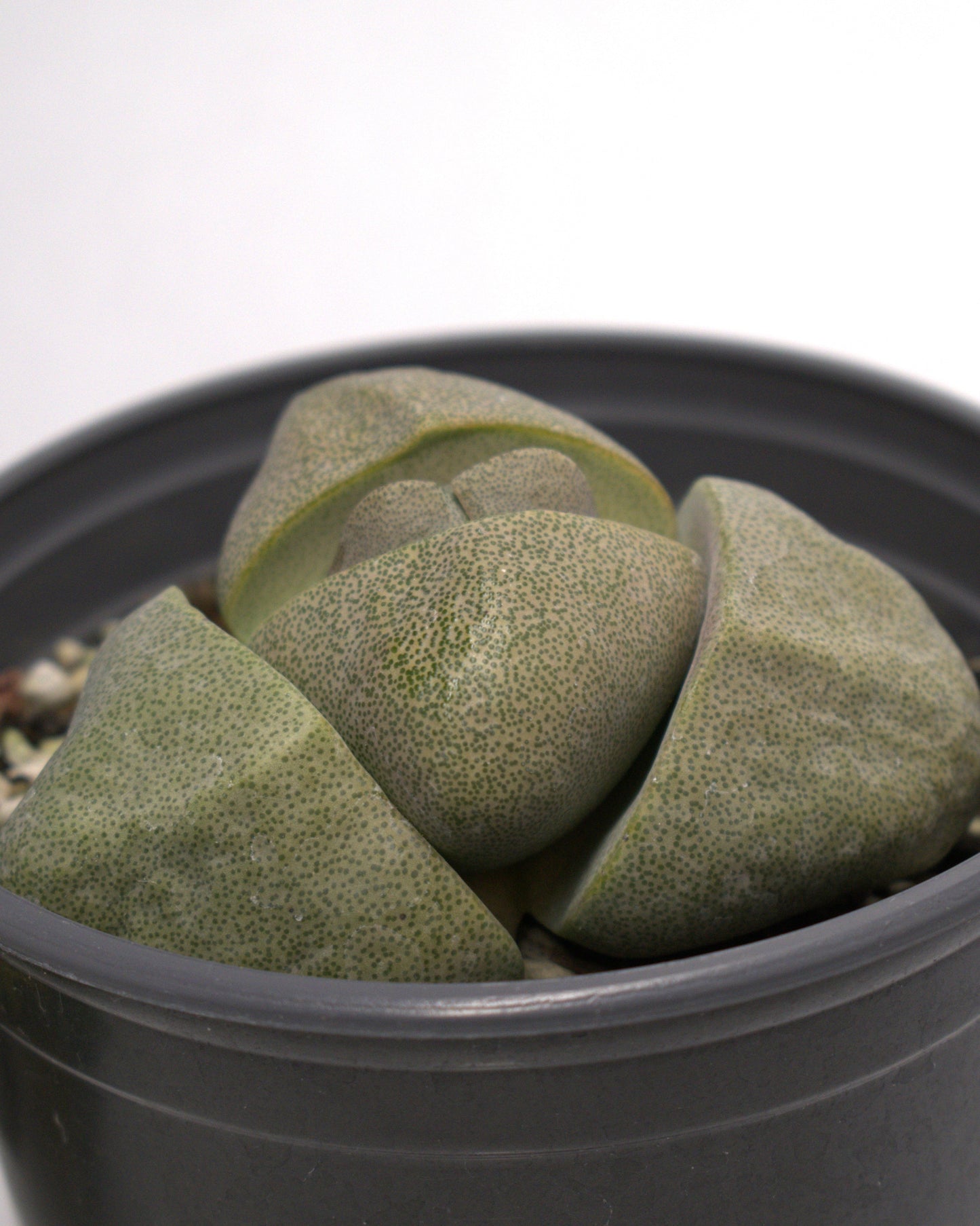 Pleiospilos nelii "Split Rock" large Succulent 3" Live Plant