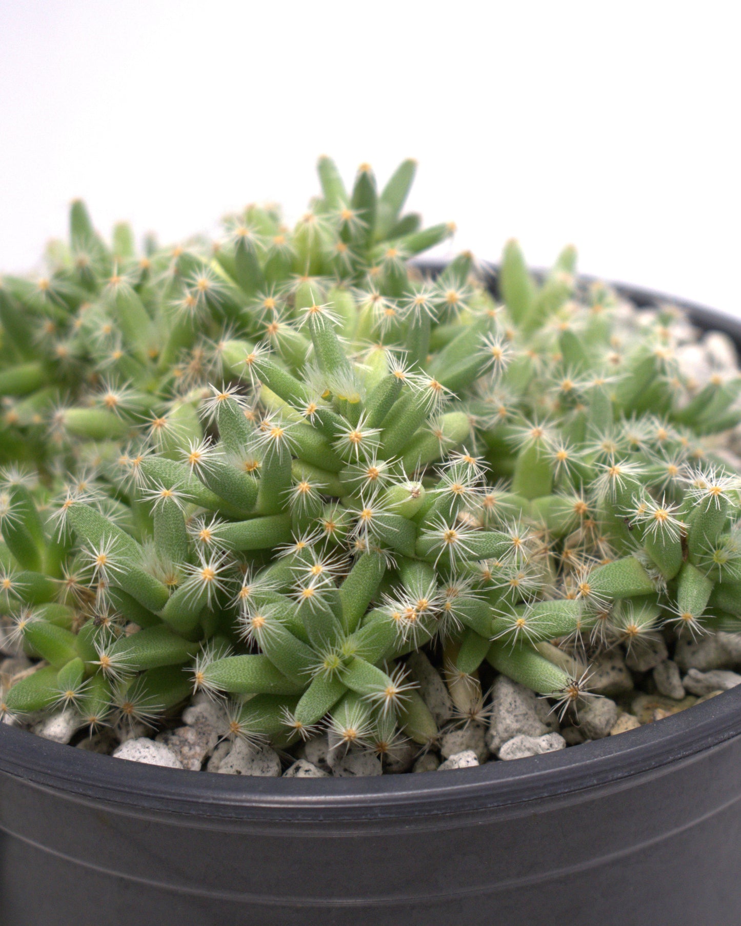 Trichodiadema densum  "Desert Rose" Succulent 3" Live Plant