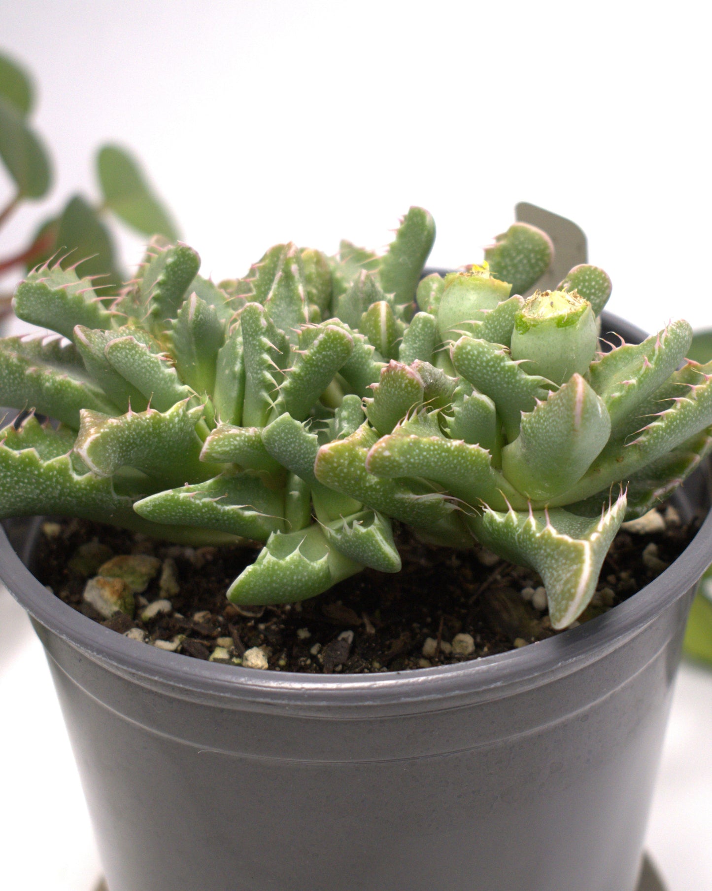 Tiger Jaw Crassula Succulent 3" Live Plant