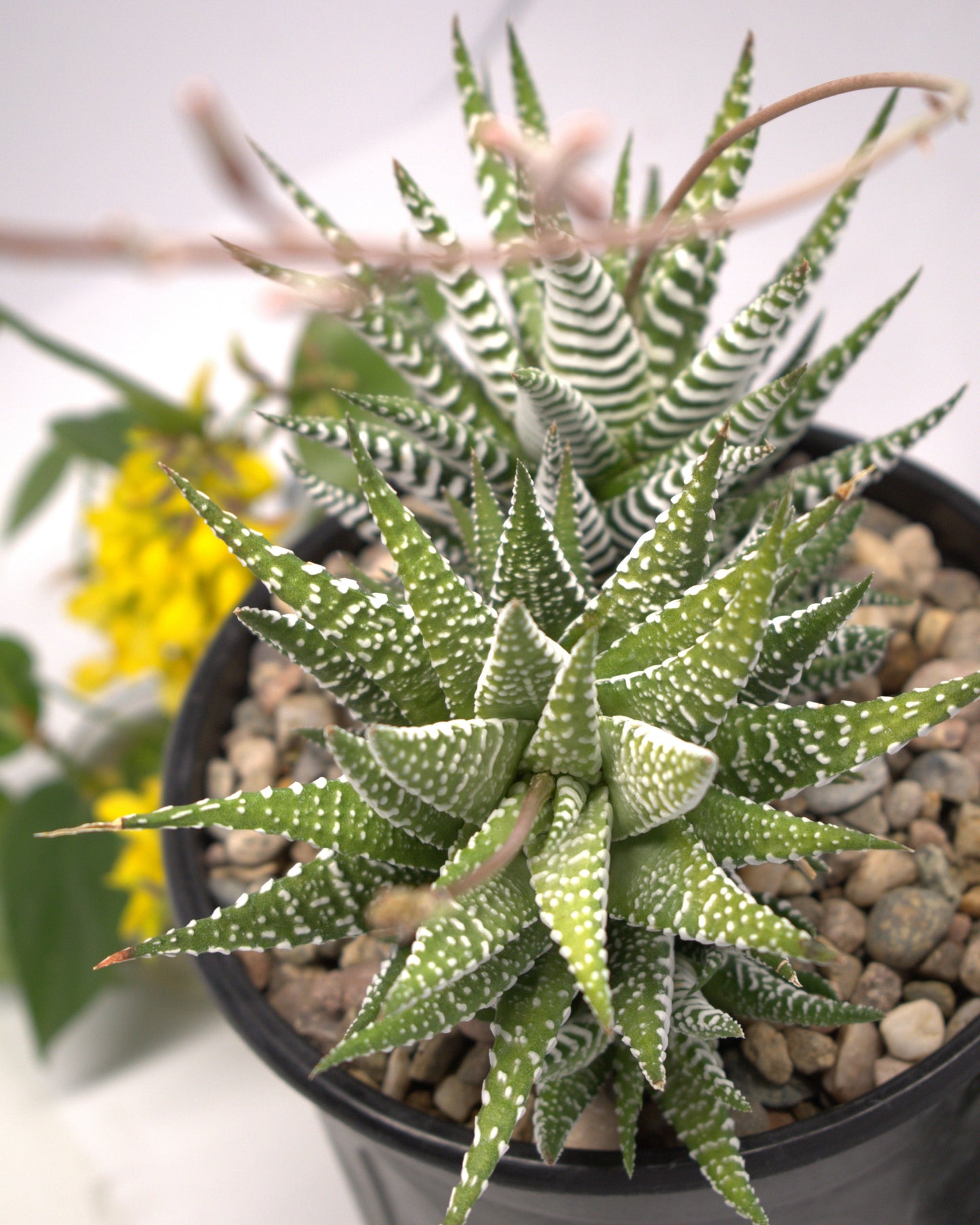 Haworthia "Zebra Plant"
