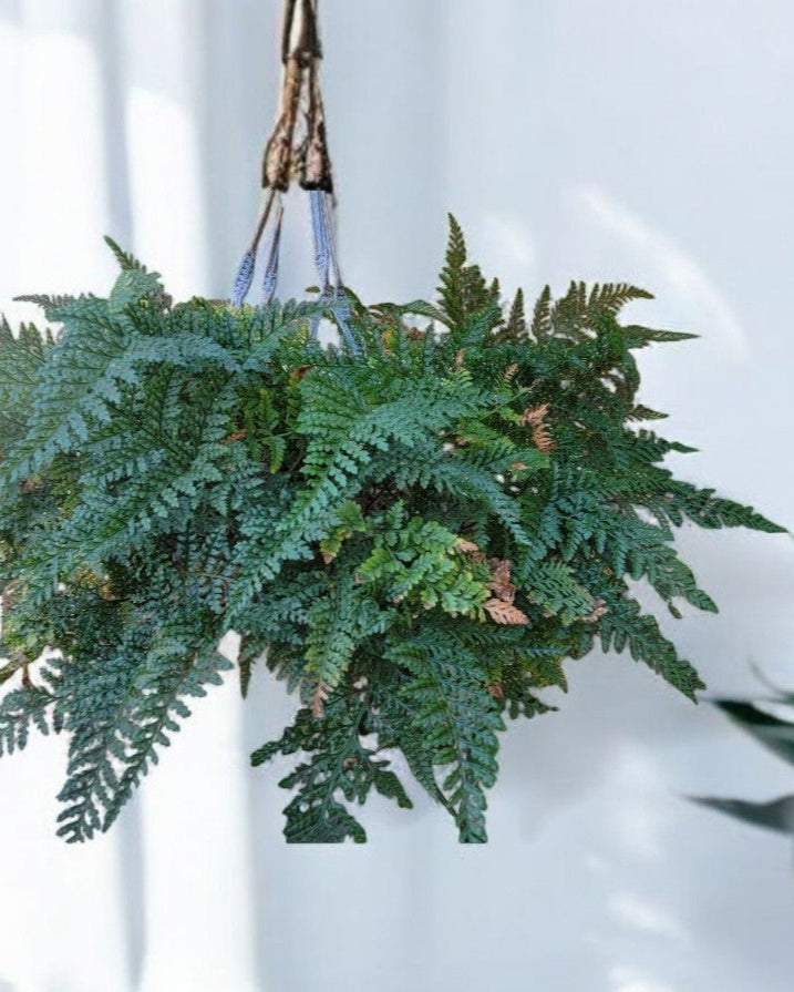 Davallia fejeensis- Rabbits Foot Fern (Sold in A 4" Pot)
