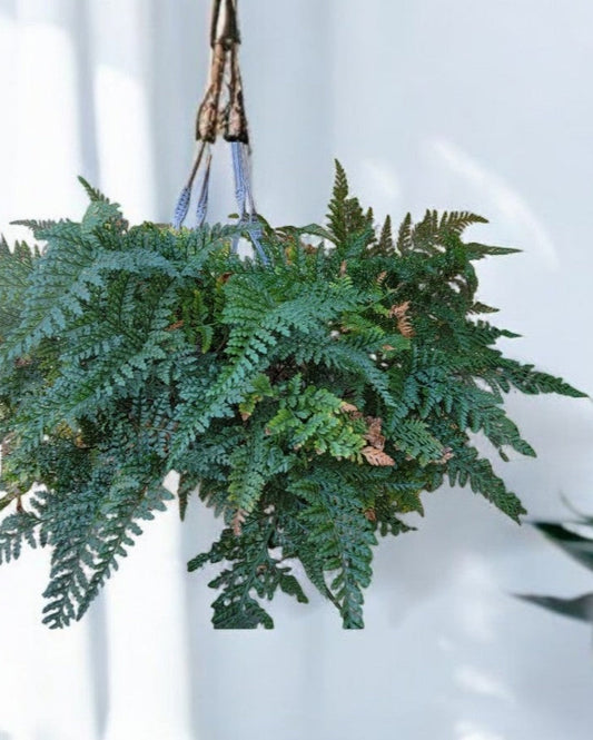 Davallia fejeensis- Rabbits Foot Fern (Sold in A 4" Pot)