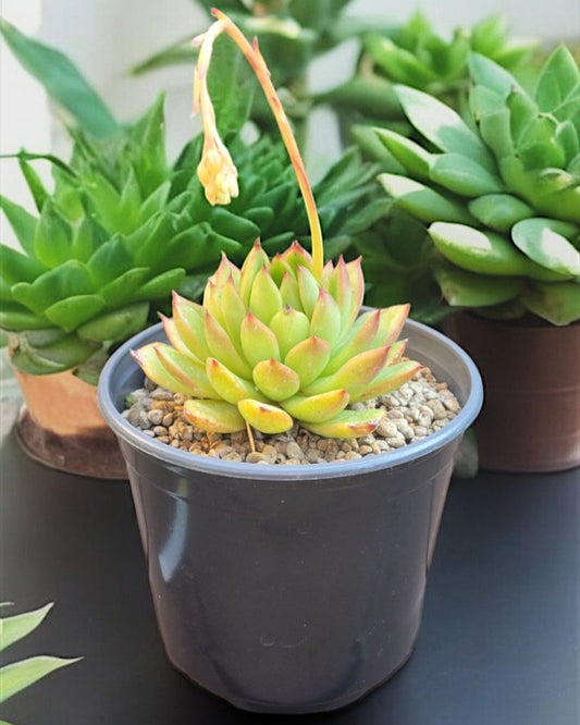Echeveria agavoides- Red Blush Large (sold in a 4" pot)