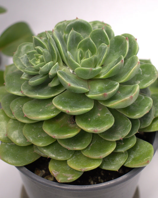 Echeveria Elegans "Mexican Snowball" Succulent 3" Live Plant
