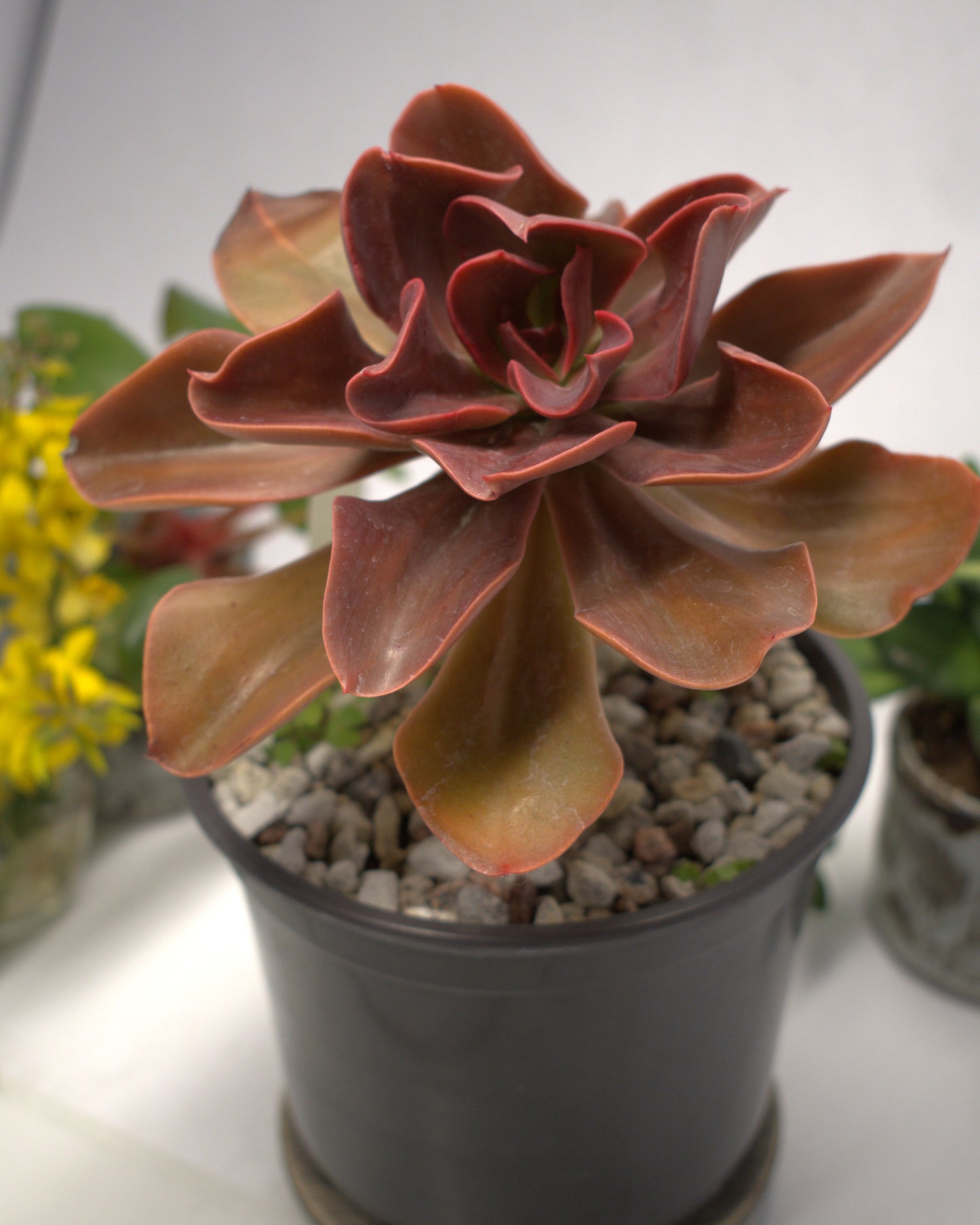 Echeveria "Autumn Flame"