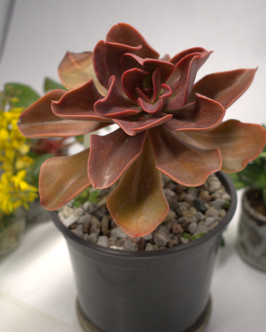 Echeveria "Autumn Flame"