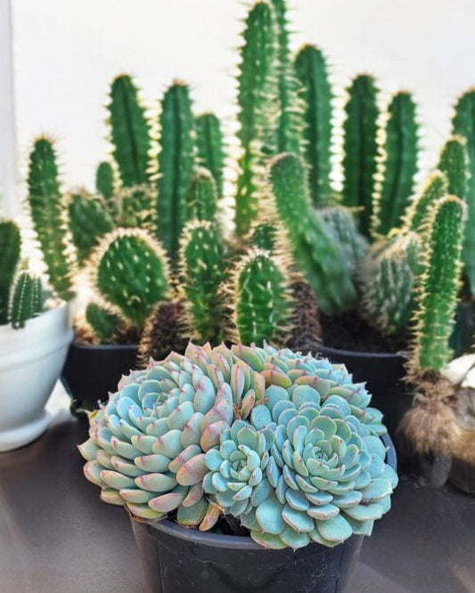 Echeveria elegans- Raspberry Ice (Sold In A 4" Pot)