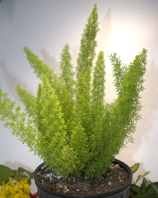 Asparagus Densiflorus "Foxtail Fern or Asparagus Fern"