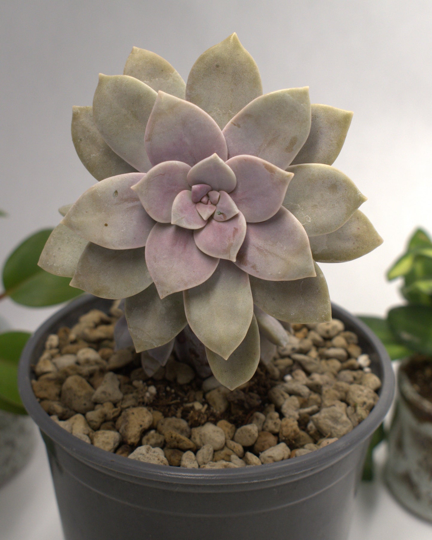 Purple Graptopetalum superbum "Lavender Pebbles"