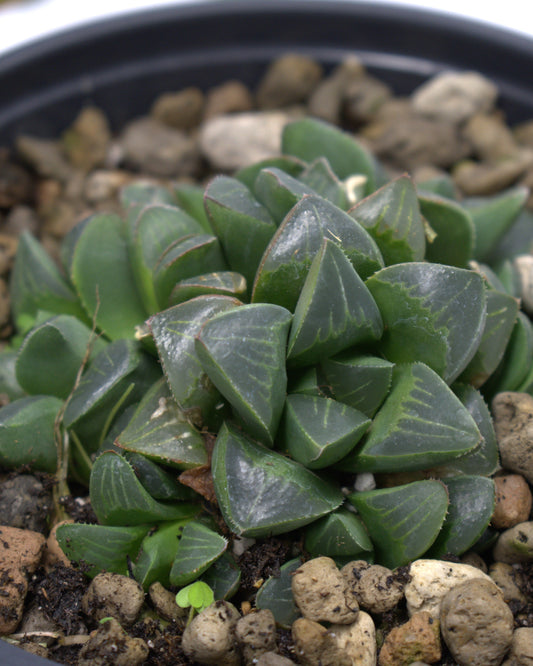 Haworthia Mutica succulent " 4" Live Plant