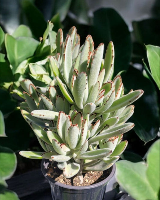 Bryophyllum triangulare blanco- Kalanchoe felt (Sold In A 4" Pot)