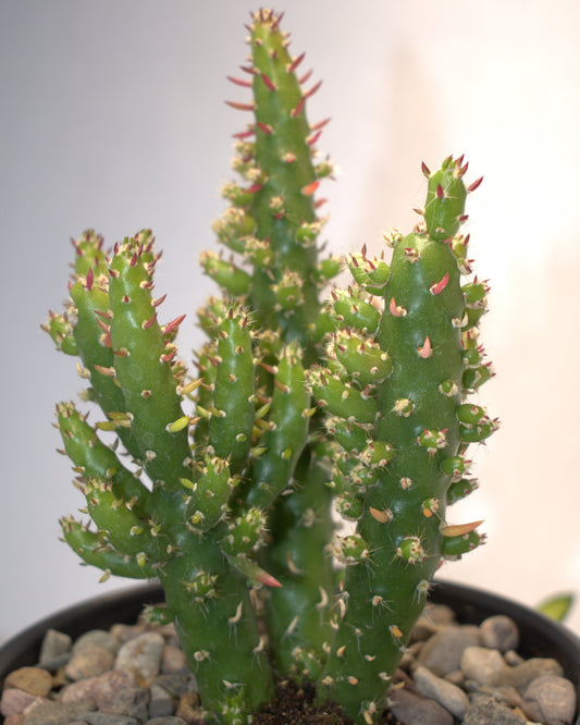 Austrocylindropuntia Subulata "Eves Needle Cactus" 5" Live Plant