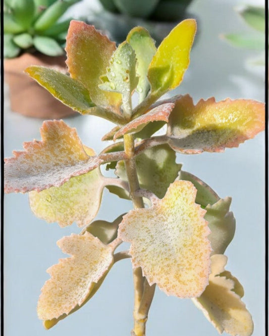 Kalenchoe beharensis- Cv Rusty (Sold In A 4" Pot)