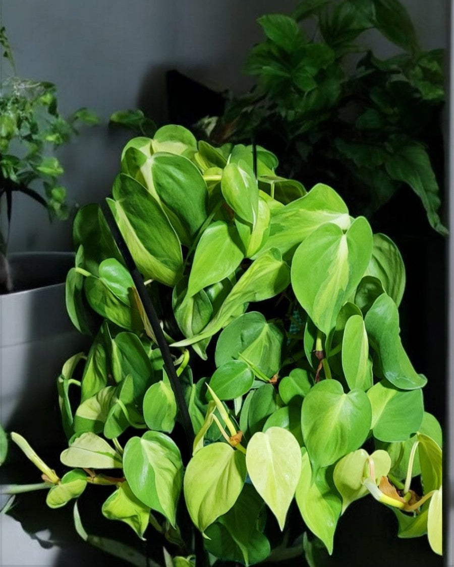 Philodendron Brazil- Vinning philodendron (Sold In A 4-5" Pot)