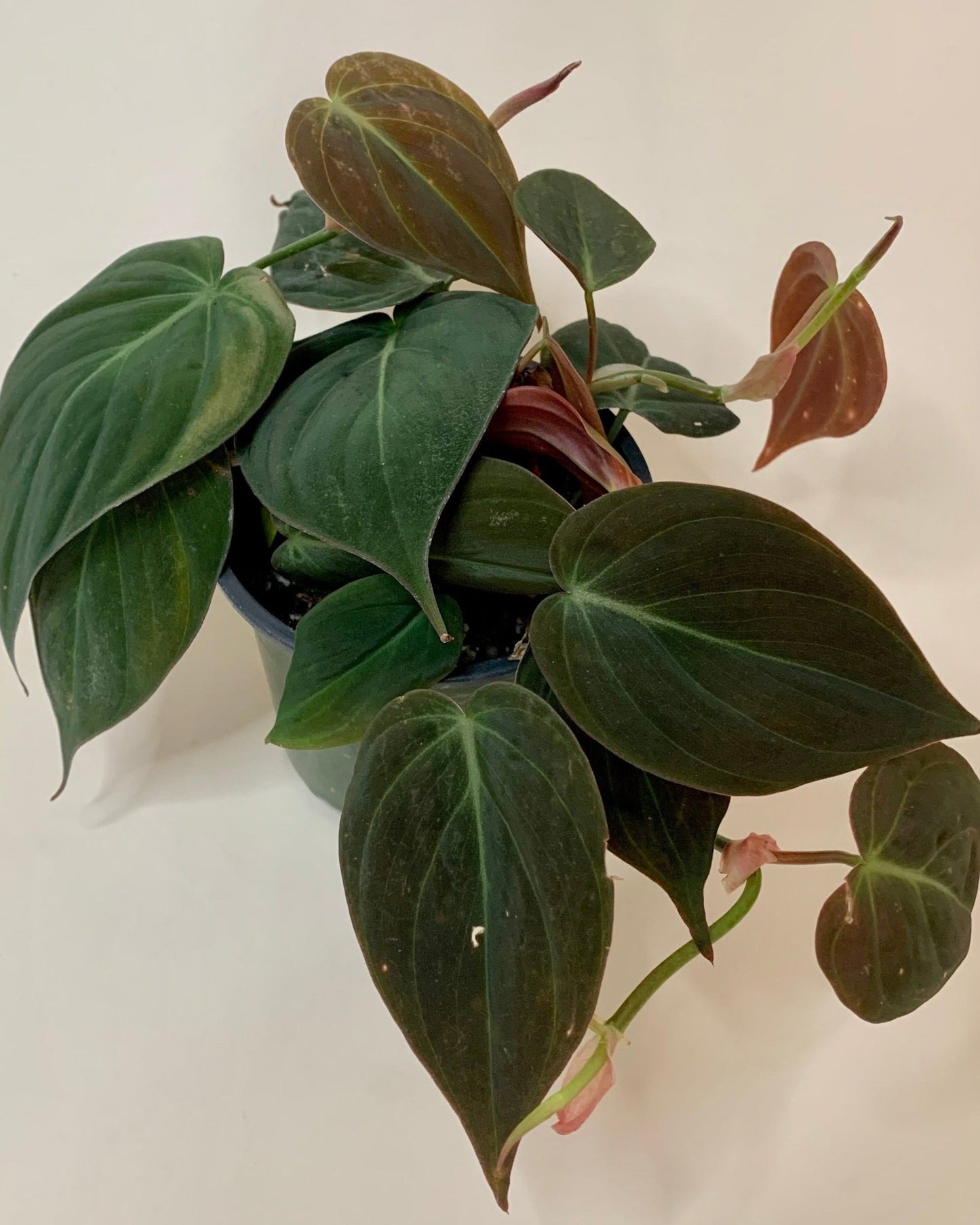 Philodendron Micans- Velvet leaf philodendron (Sold In A 4" Pot)