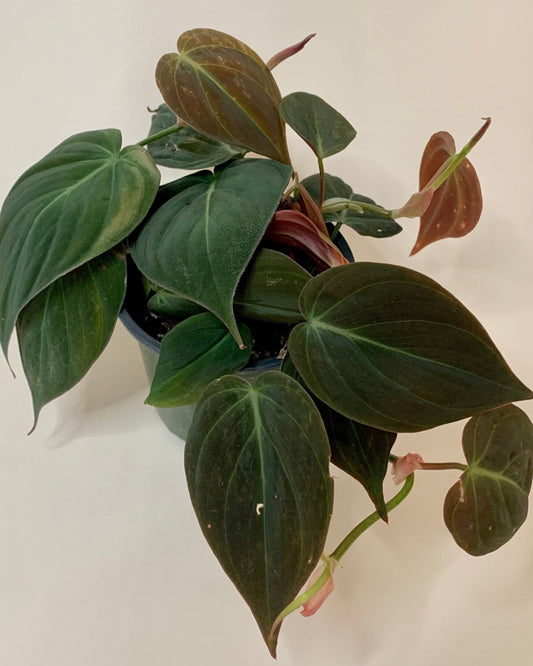 Philodendron Micans- Velvet leaf philodendron (Sold In A 4" Pot)