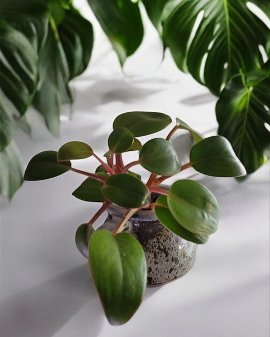 Philodendron- Red Congo (Sold in A 4" Pot)