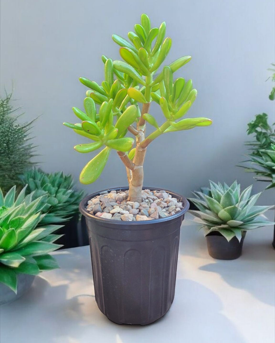 Crassula Ovata Gollum Jade 5" Live plant