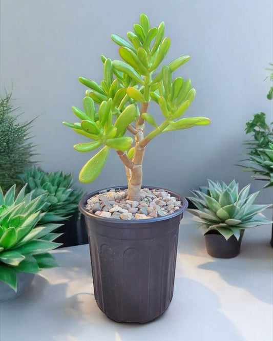 Crassula Ovata Gollum Jade 5" Live plant